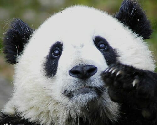 Sad Panda